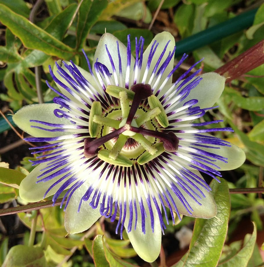Passionflower, Summer, passion flower, purple, flower head HD wallpaper