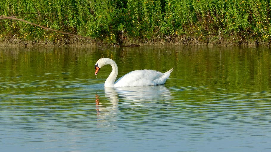 Swan, Volatile, Bird, Pond, Red, Beak, red beak, white swan HD wallpaper