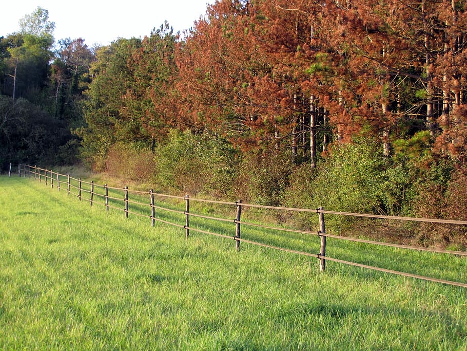 Fields, Trees, Fall, Landscape, grass, rural scene, no people HD wallpaper