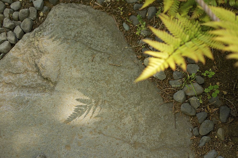 untitled, green, leaves, plant, shadow, rock, stone, no people HD wallpaper