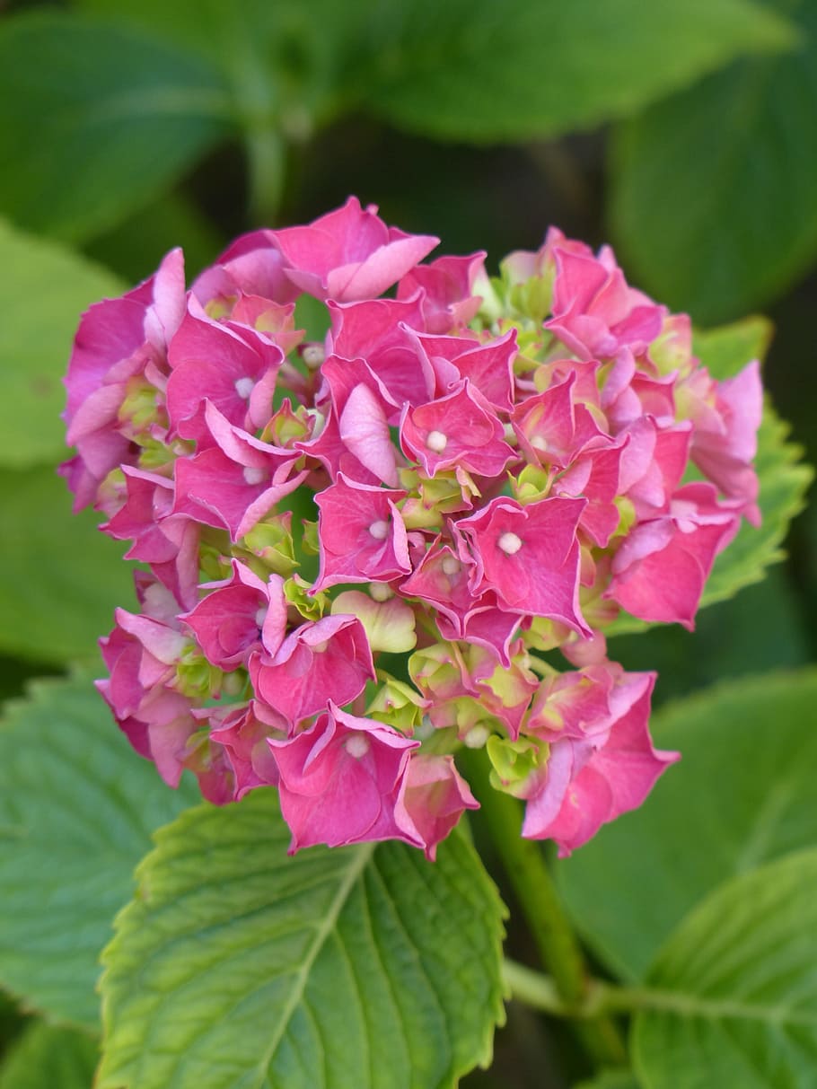hydrangea, flower, blossom, bloom, pink, hydrangea macrophyll HD wallpaper
