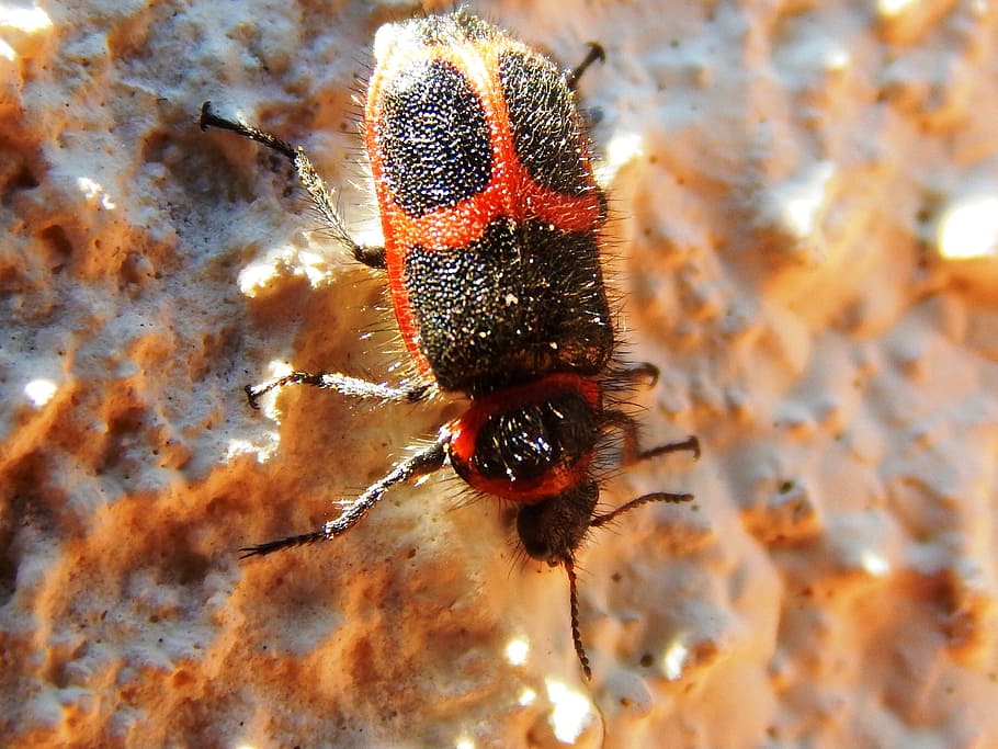 beetle, insect, wings, red, antennas, arthropod, animal, invertebrate HD wallpaper