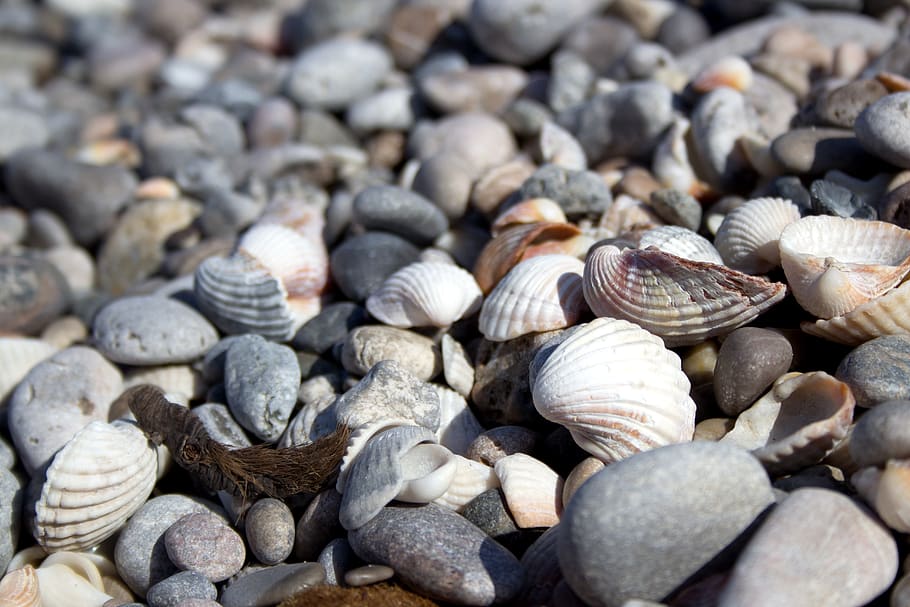 shell, beach, stones, sea, vacations, seashell, coast, shellfish HD wallpaper