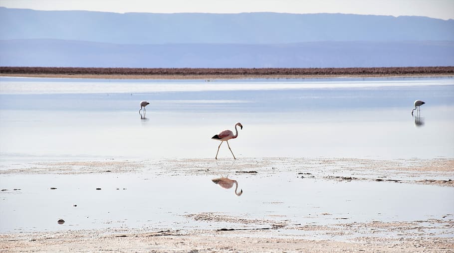 Salar de Atacama, bird on brown seashore near body of water, flamingo, HD wallpaper
