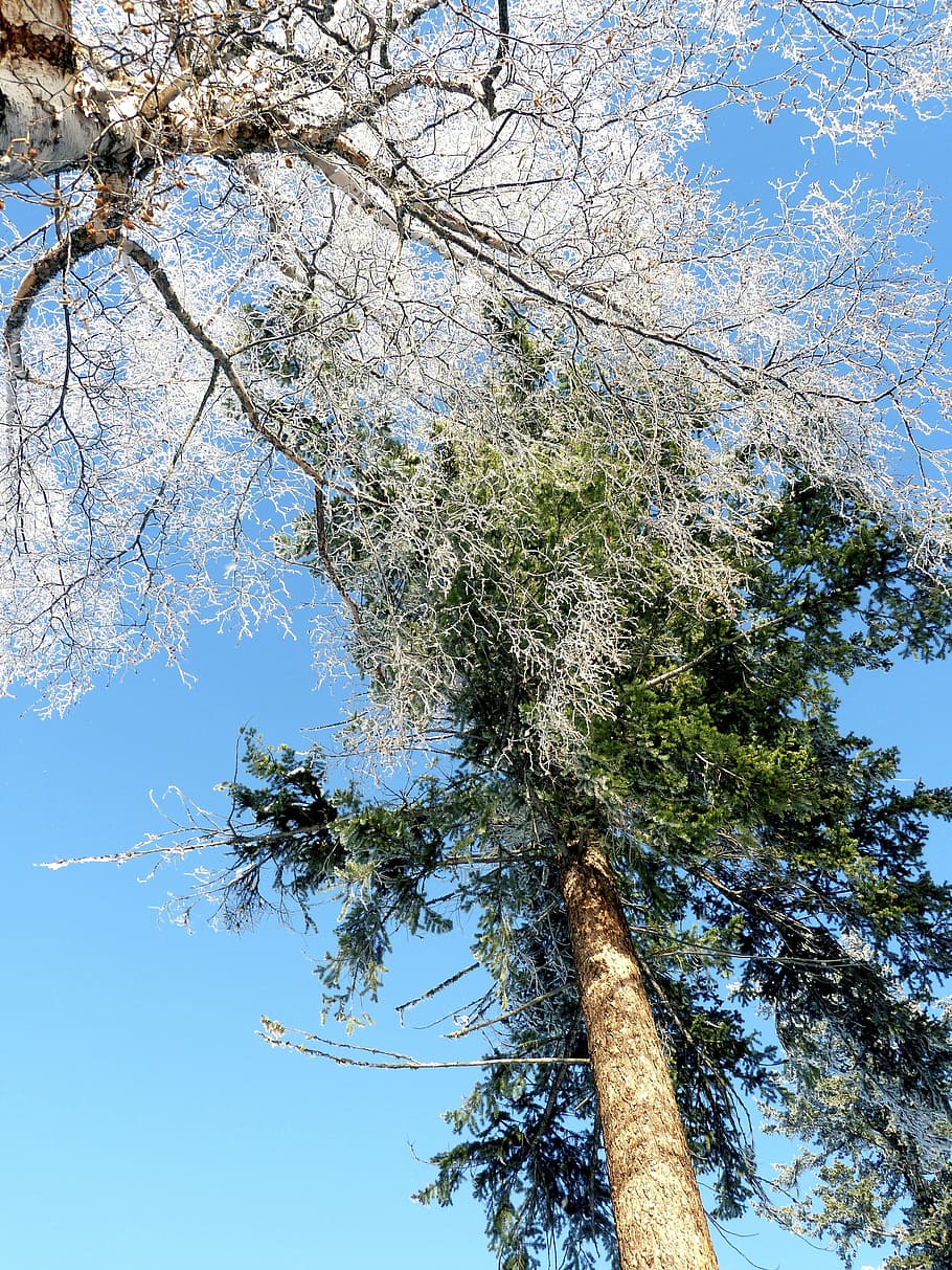 Frost, Winter, Trees, Branches, Cold, ice, frozen, covered HD wallpaper