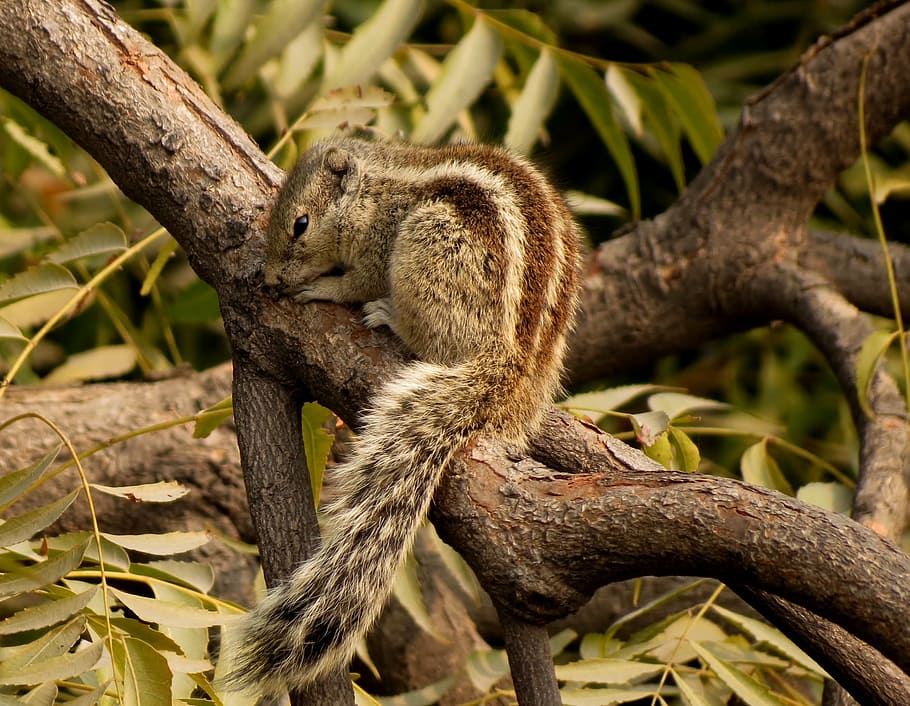 chipmunk, tree, rodent, animal, nature, wildlife, mammal, squirrel HD wallpaper