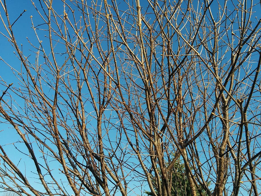 Branches, Tree, Spring, Winter, Natural, wood, bare tree, blue HD wallpaper