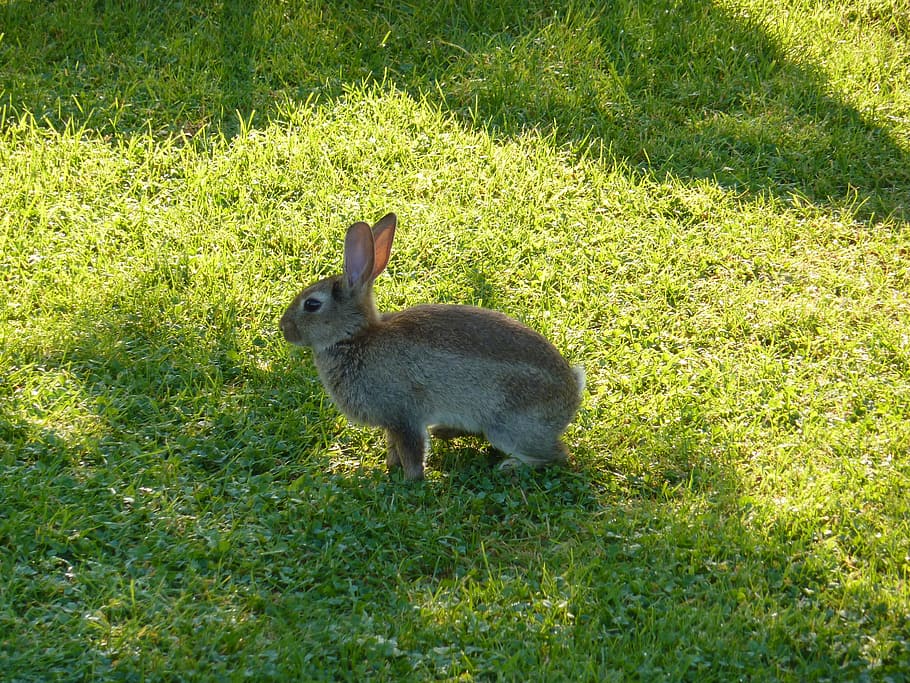 brown and grey rabbit on the green grass field, hare, animal HD wallpaper