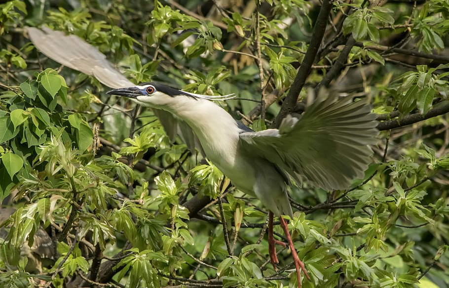 nature, bird, wildlife, tree, animal, outdoors, leaf, wing HD wallpaper