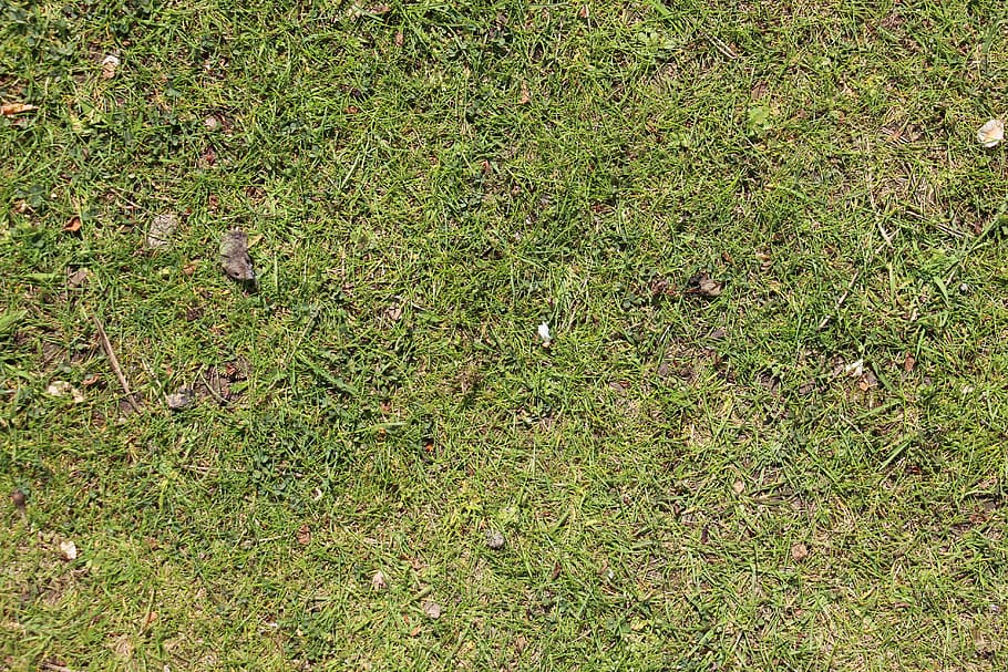green grass field, rush, meadow, nature, garden, background HD wallpaper