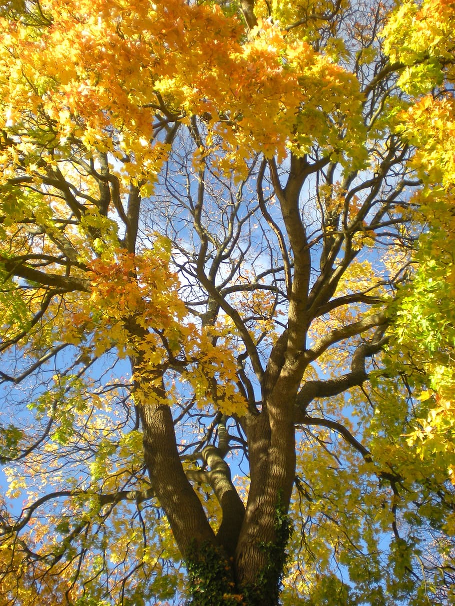 autumn, yellow, orange, maple, tree, tanto, södermalm, stockholm HD wallpaper