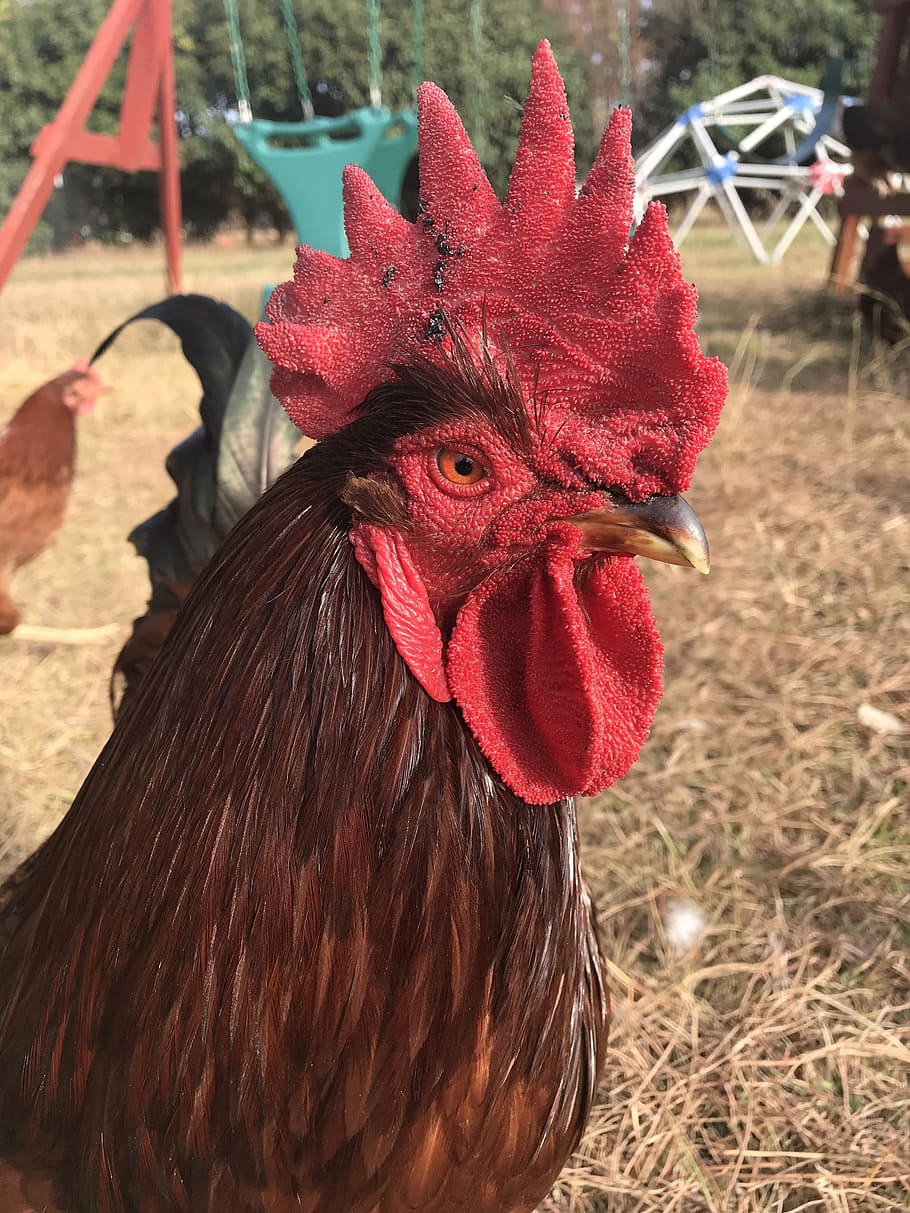 rooster, cock, chicken, domestic animals, livestock, bird, chicken - bird HD wallpaper