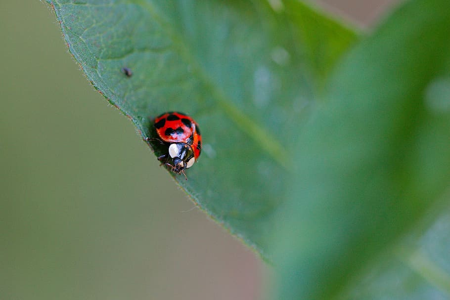 insect, leaf, nature, ladybug, plant, biology, beetle, summer HD wallpaper
