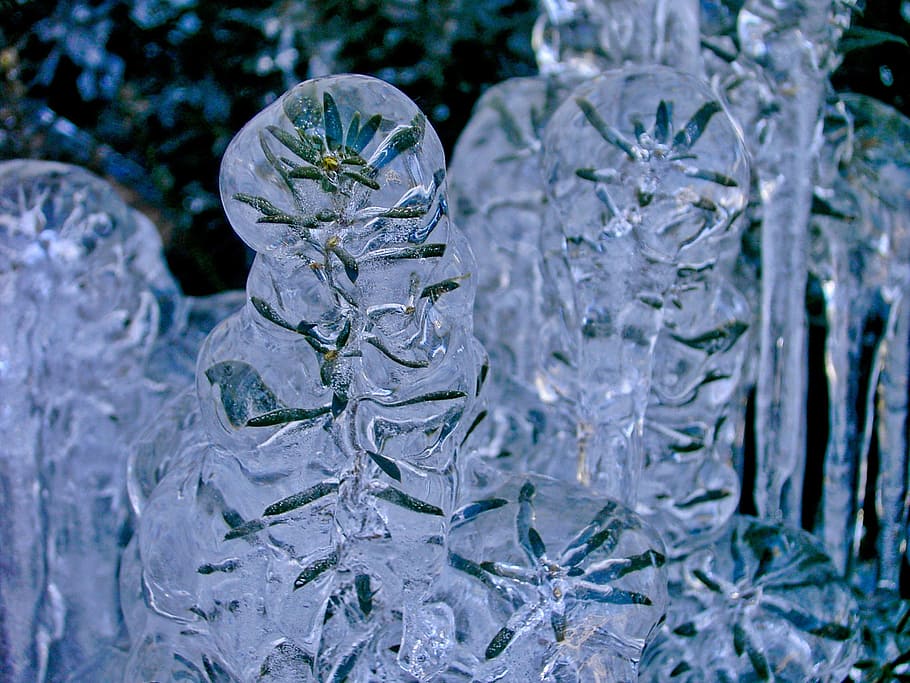 plant, winter, nature, zing, ice, bush, cold, close-up, cold temperature HD wallpaper