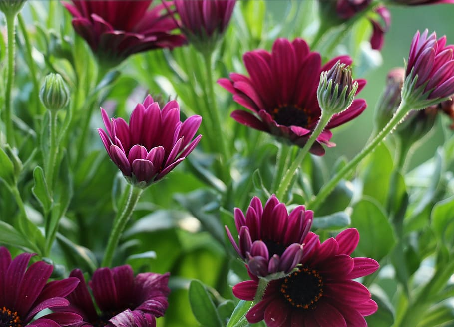 blossom, bloom, flower, close, red, plant, flowering plant HD wallpaper
