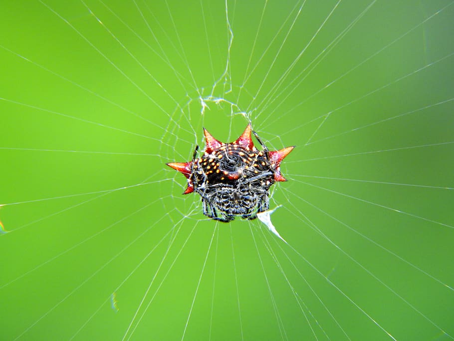 spider, crap spider, black, animal themes, animal wildlife HD wallpaper