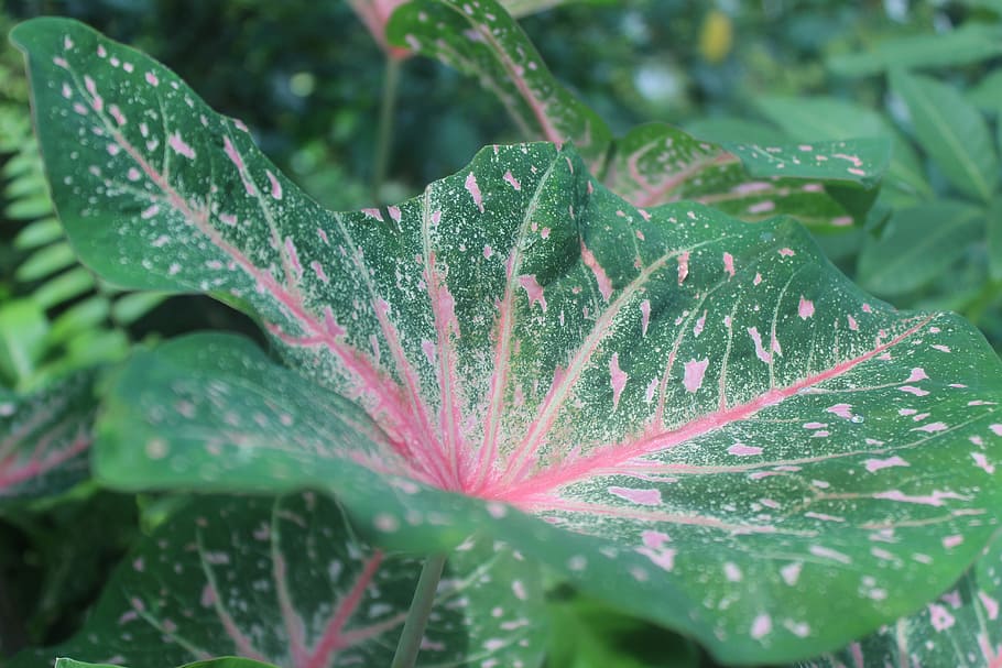 Leaf, Nature, Green, drop, raindrop, wet, plant part, growth HD wallpaper