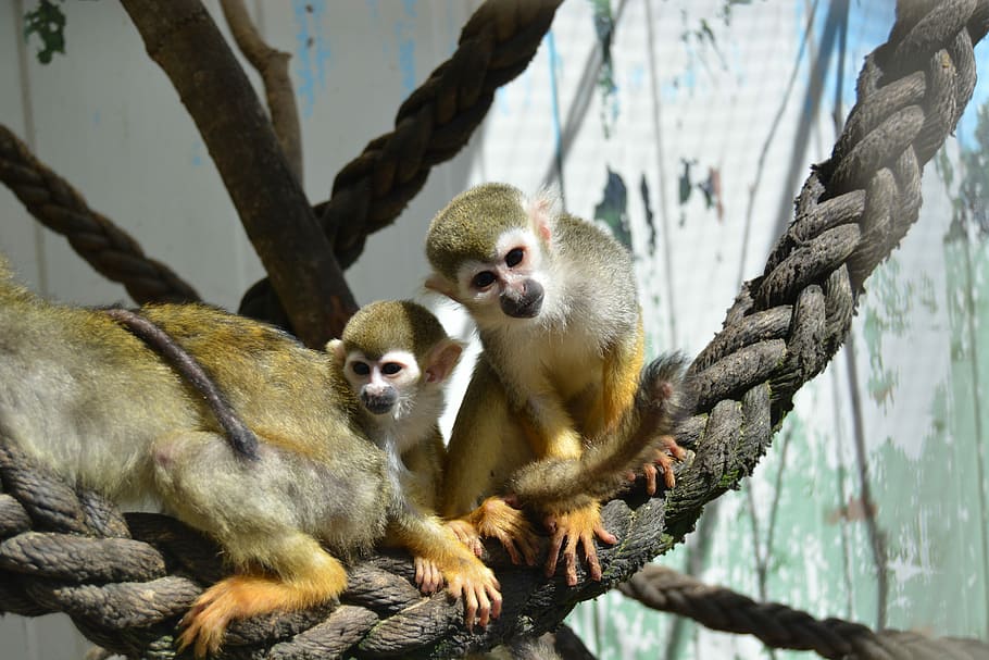 Monkey, Zoo, Family, äffchen, monkey family, baby, mammal HD wallpaper