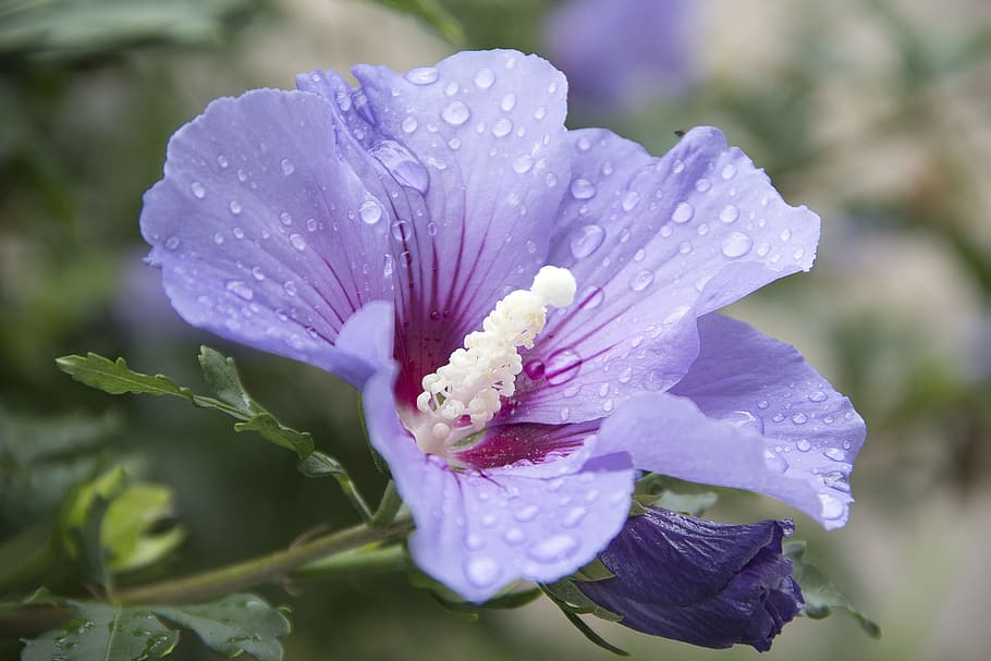 mallow, blossom, bloom, violet, flora, flower, flowering plant HD wallpaper