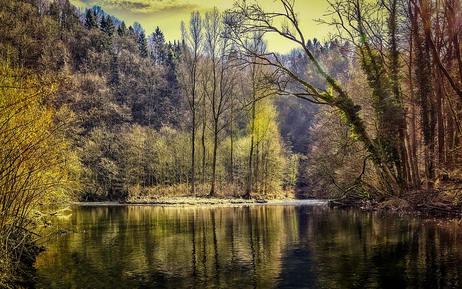 riverside during daytime, forest, lake, nature, trees, water HD wallpaper
