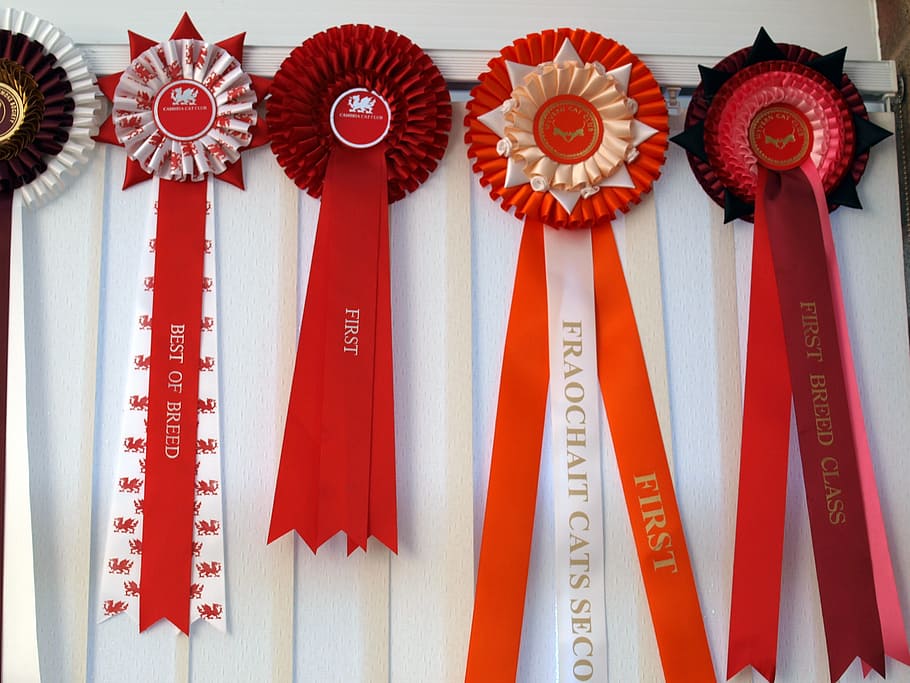rosettes, first, prize, cat show, red, no people, text, hanging HD wallpaper