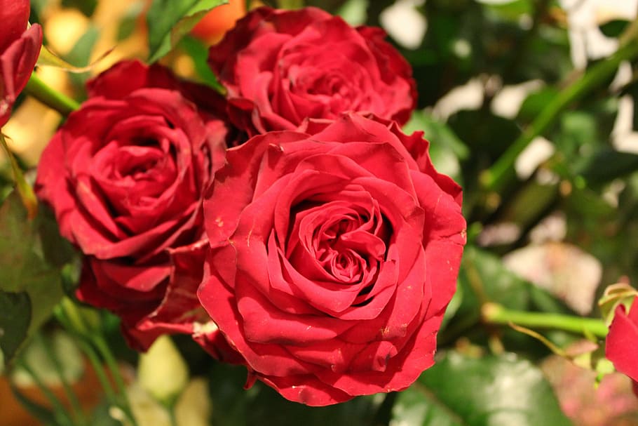 flower, rose, red, flowering plant, beauty in nature, rose - flower HD wallpaper
