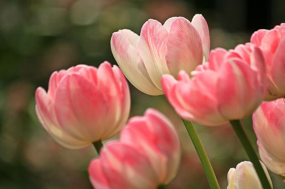 pink and white petaled flowers, tulips, spring, plant, flora HD wallpaper