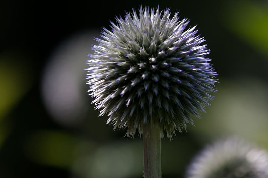 globe thistle, echinops, composites, flora, plant, green, blue HD wallpaper
