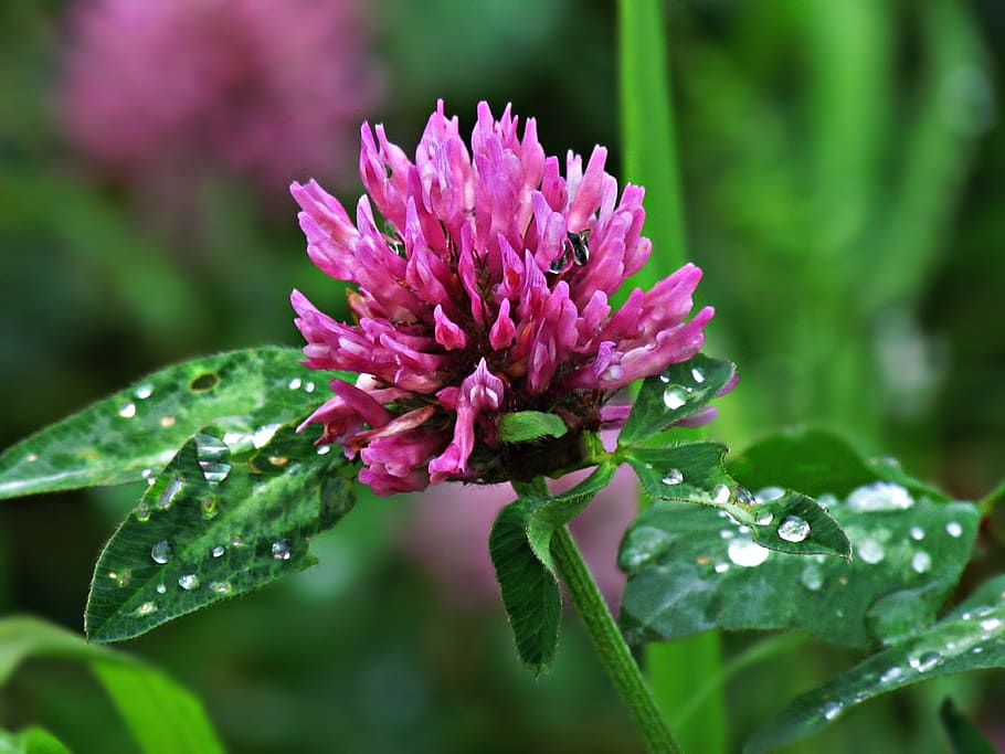 clover, field, meadow, summer, flowers, landscape, plants, flowering HD wallpaper