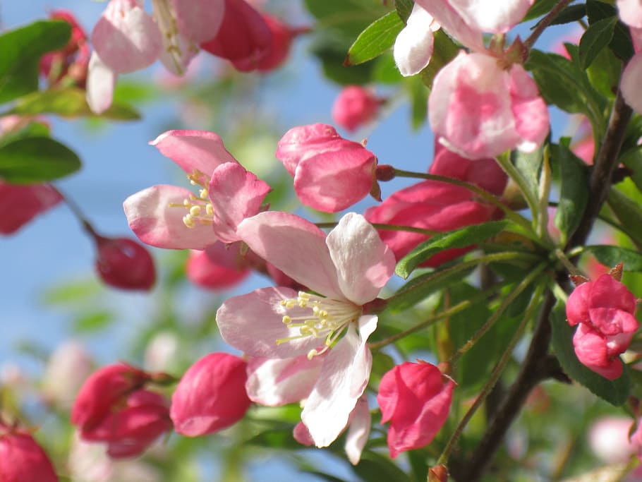 close up photo of white and pink flowers, crab apple, bloom HD wallpaper