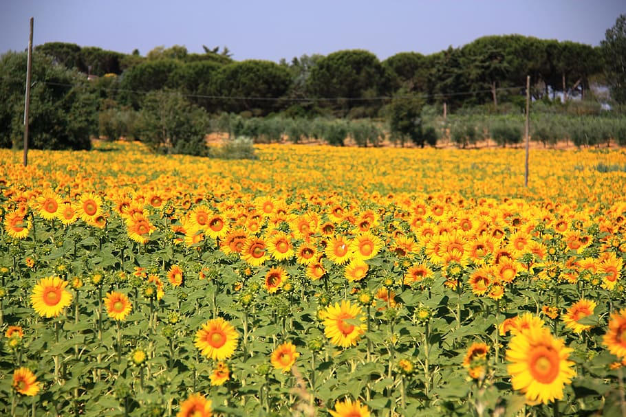 Sun Flower, Field, Summer, agriculture, farm, growth, rural scene HD wallpaper