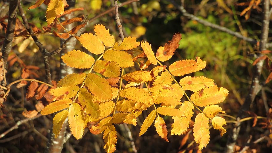 autumn, leaf, orange, plant part, close-up, yellow, nature HD wallpaper