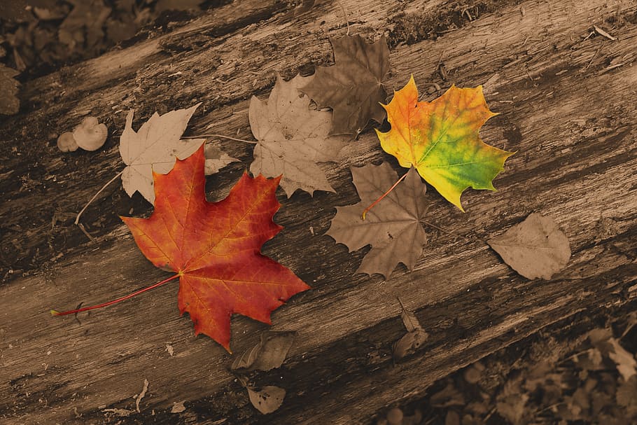 green and brown maple leaves, autumn, foliage, nature, plant part HD wallpaper