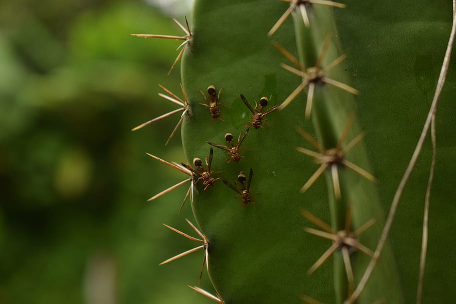 animals, ants, nature, green color, plant, growth, close-up HD wallpaper