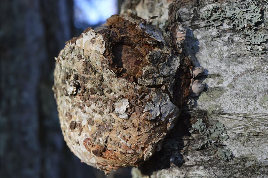 gnarl, birch, tree trunk, textured, rough, close-up, focus on foreground HD wallpaper