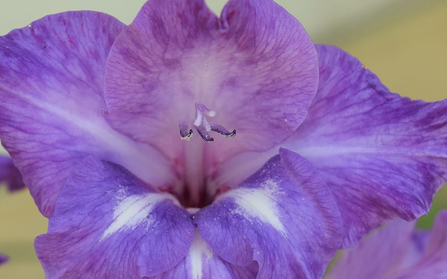 iris, flower, lilac, nature, flowering plant, fragility, vulnerability HD wallpaper
