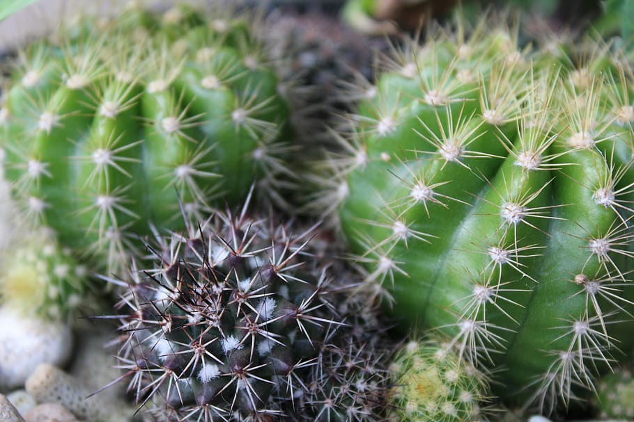 Cactus, Plant, Thorn, plants, green, growth, nature, spiked HD wallpaper