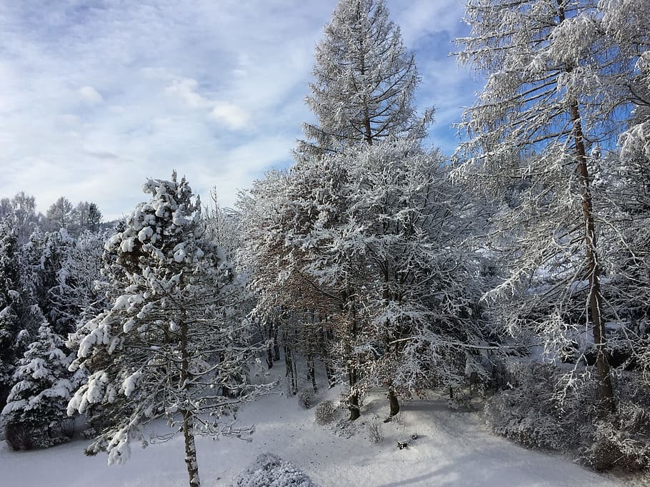winter, snow, wintry, white, snow-covered, cold temperature HD wallpaper