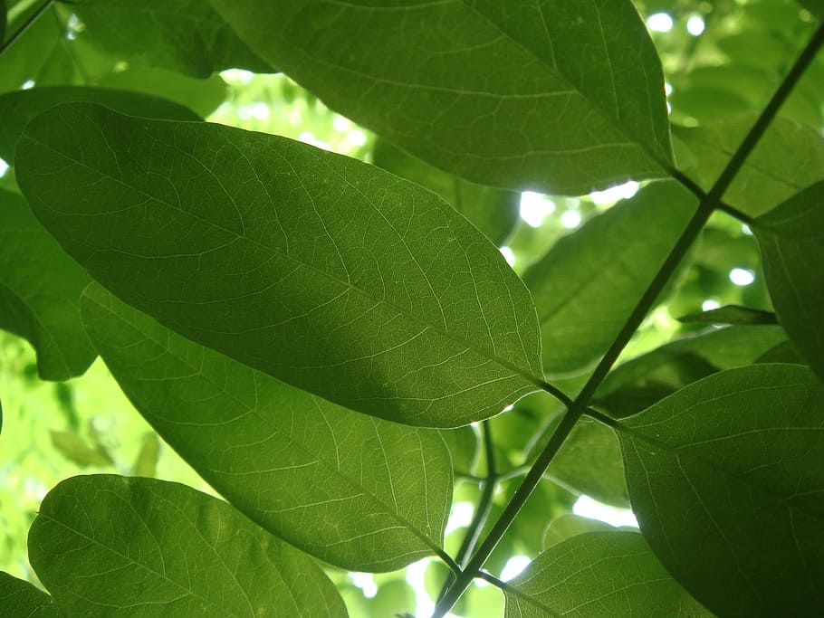 leaf, flora, growth, nature, freshness, outdoors, acacia, plant part HD wallpaper