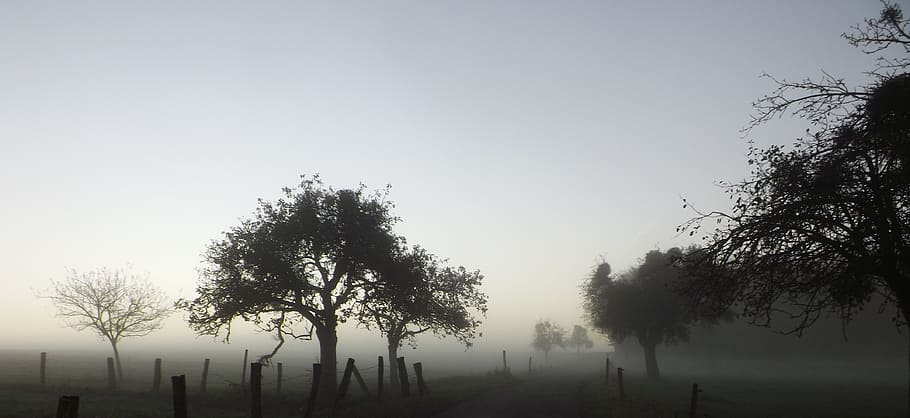 fog, november, tree, landscape, nature, autumn, colourless HD wallpaper
