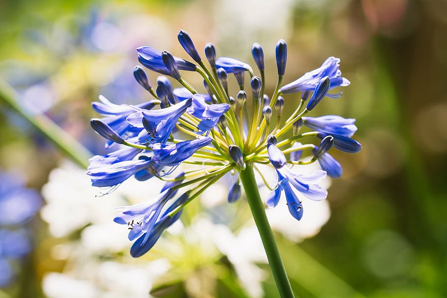 agapanthus, amaryllidaceae, blue, blue jewelry lily, flower