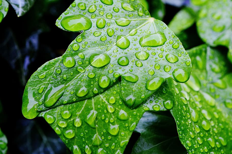 selective focus photography of dew drops on green leafed plant HD wallpaper