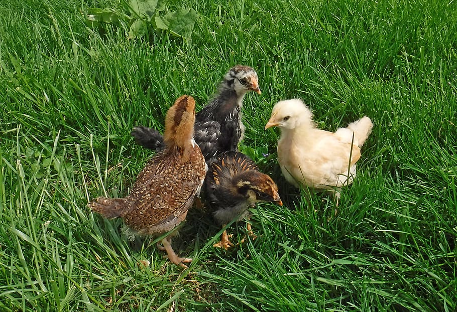 chickens, chicks, birds, poultry, fluffy, spring, baby, animal HD wallpaper