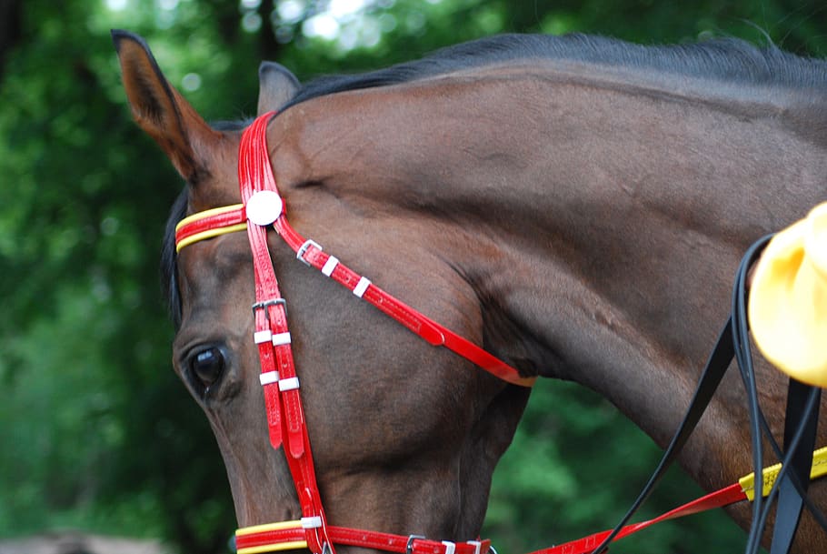 race, horses, racecourse, mammal, animal themes, one animal HD wallpaper
