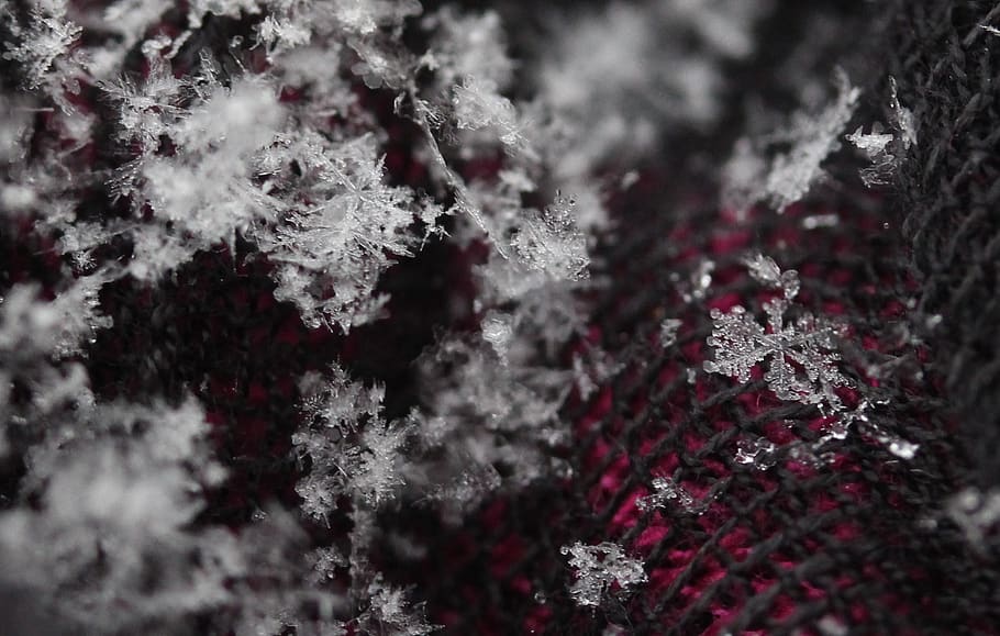 snowflake, winter, white, macro, cold temperature, plant, frozen HD wallpaper