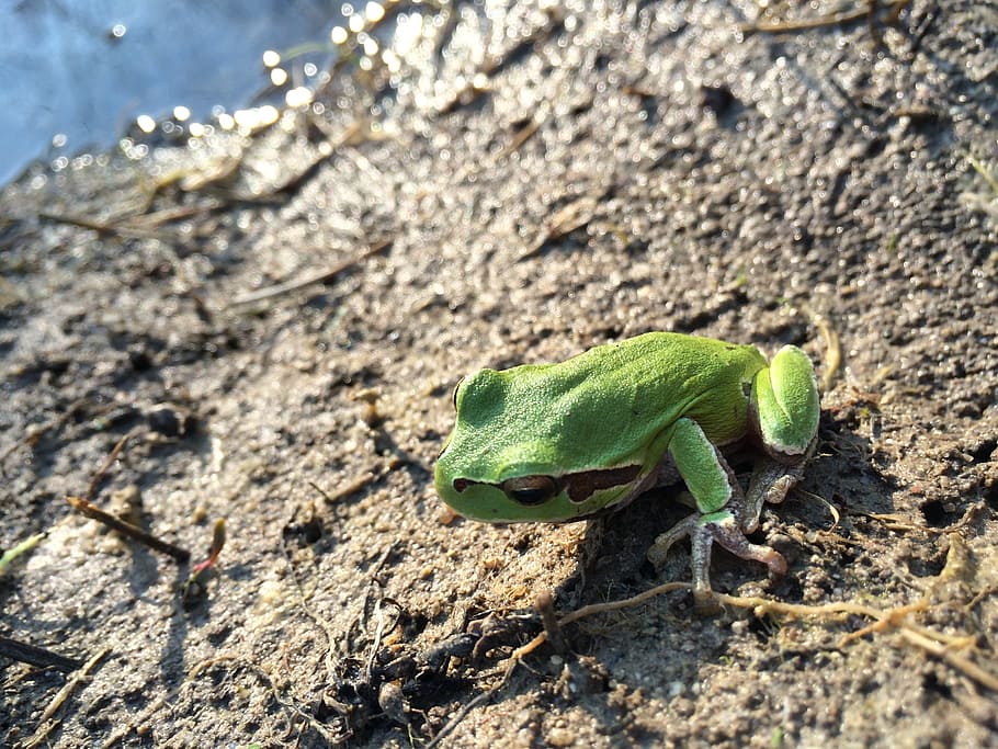 frog, nature, nice, animal themes, animal wildlife, animals in the wild HD wallpaper