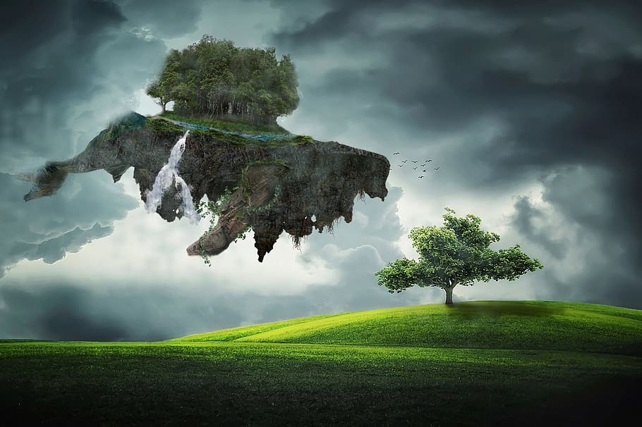 trees and green under cloudy sky, whale, grass, wood, rock HD wallpaper