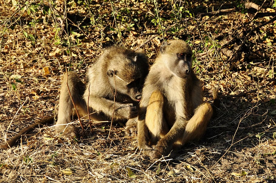 Baboon, Ape, Affection, Fur, Care, Sit, fur care, sitting, vigilant HD wallpaper