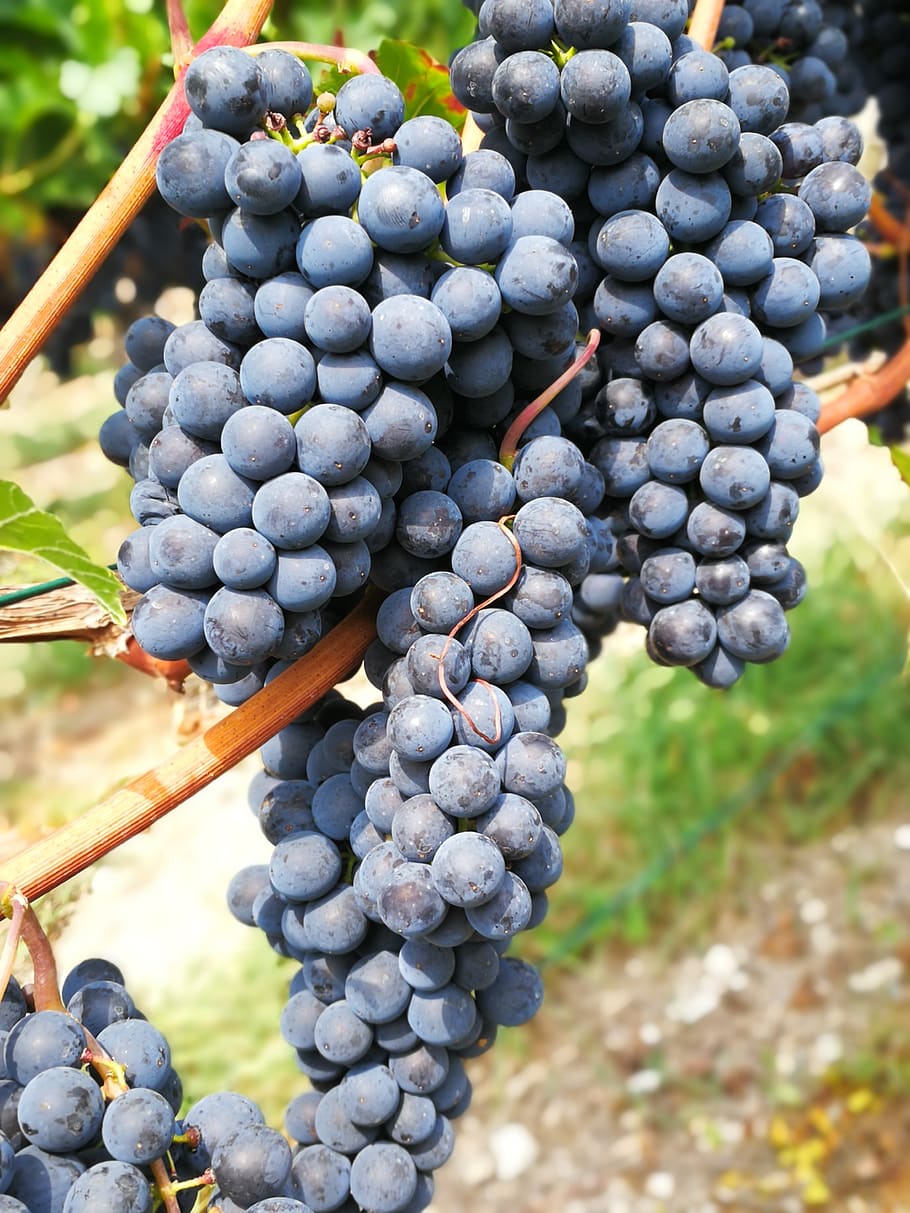 wei, grapes, red wine, berries, fruit, food, food and drink HD wallpaper