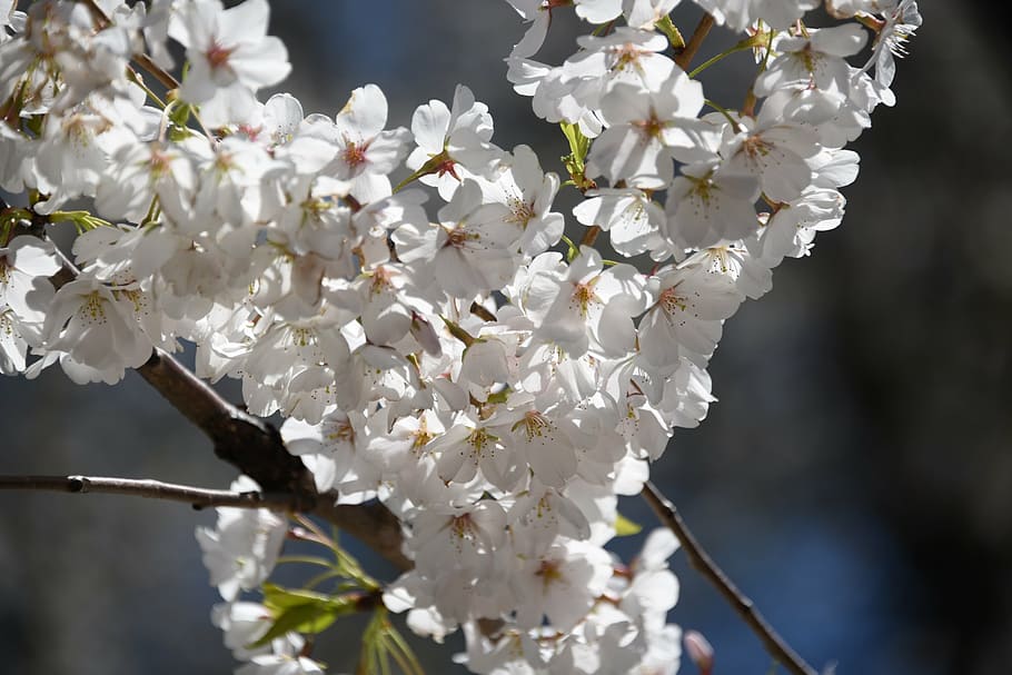flowers, tree, spring, nature, blossom, white flower, spring flower HD wallpaper